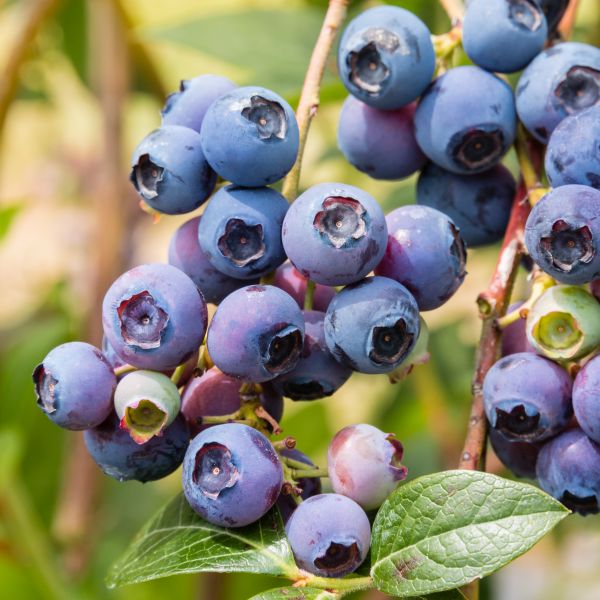 Woodard Blueberry Bush