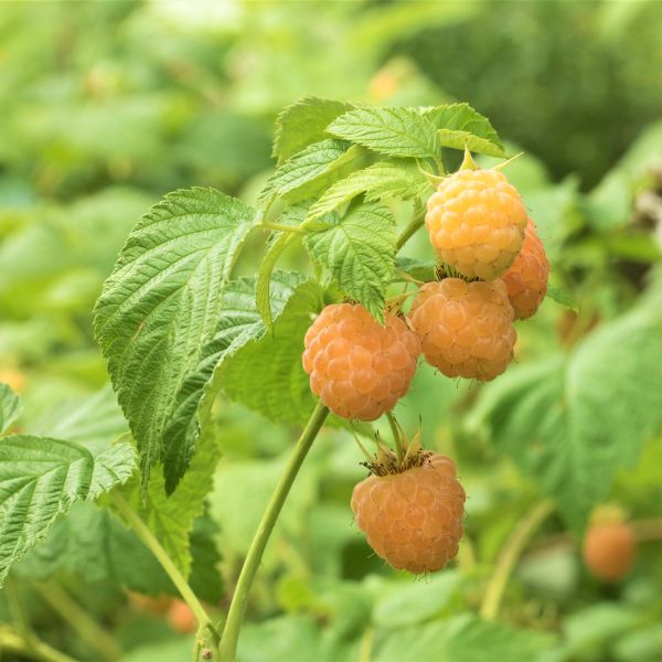 Anne Raspberry Bush