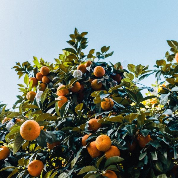 Bouquet de Fleurs Orange Tree