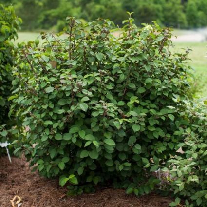 Opening Day&trade; Doublefile Viburnum