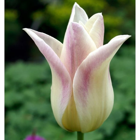 Elegant Lady Tulip