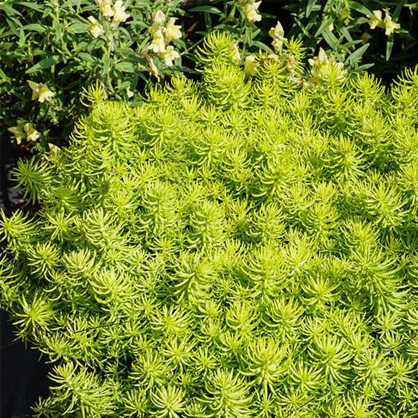 Prima Angelia Sedum