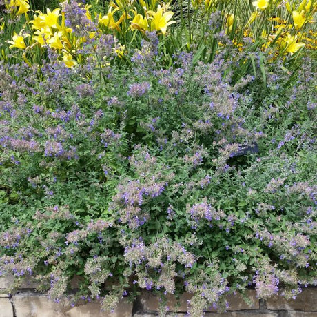 Six Hills Giant Catmint