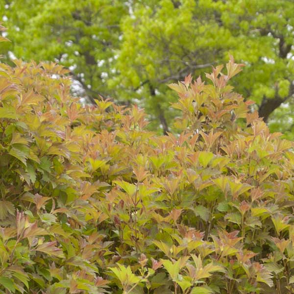 Bailey Compact American Cranberrybush Viburnum