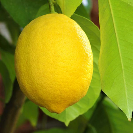 Santa Teresa Lemon Tree