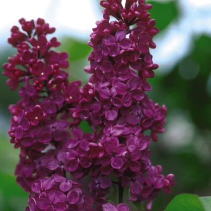 Ludwig Spaeth Lilac