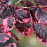 Tricolor European Beech Tree