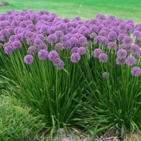 Millenium Allium