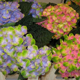 Everlasting&trade; Amethyst Hydrangea