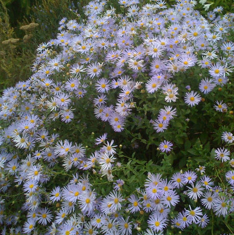 Woods Blue Aster