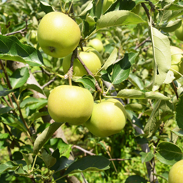 Gibson Yellow Delicious Apple Tree