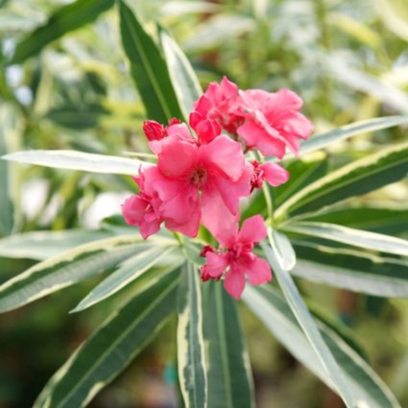 Twist Of Pink Oleander