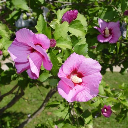 Aphrodite Rose of Sharon