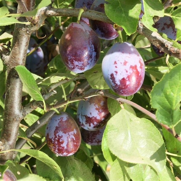 French Improved European Prune Tree