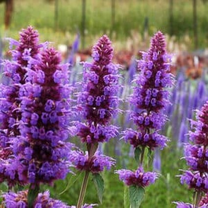 Blue Boa Anise Hyssop