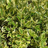 Silver King Euonymus