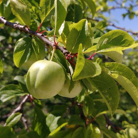 Green Gage Bavay's Plum Tree