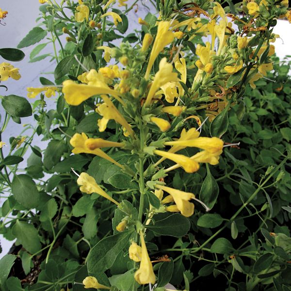 Proven Winners&reg; Arizona&trade; Sun Hyssop