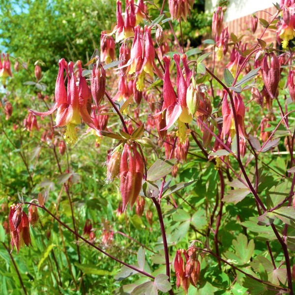 Wild Columbine