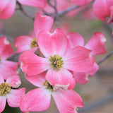 Pink Flowering Dogwood