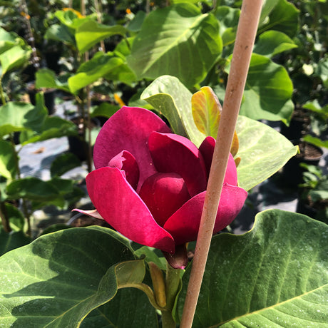 Black Tulip Magnolia