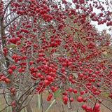 Dolgo Crabapple Tree