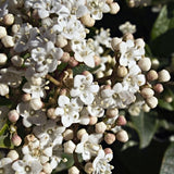 Laurustinus Viburnum