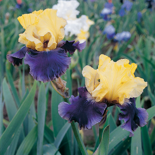 Jurassic Park Tall Bearded Iris