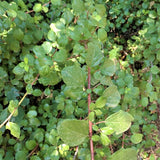 Evergreen Currant Bush