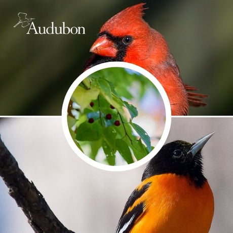 Audubon&reg; Native Sugarberry