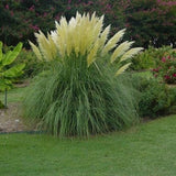 Pumila Dwarf Pampas Grass