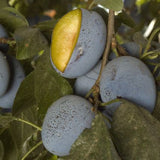 Stanley Prune Plum Tree