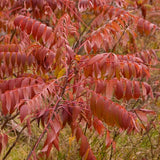 Smooth Sumac