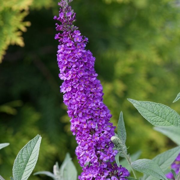 Miss Violet Butterfly Bush