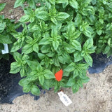 Geno Survivor Basil