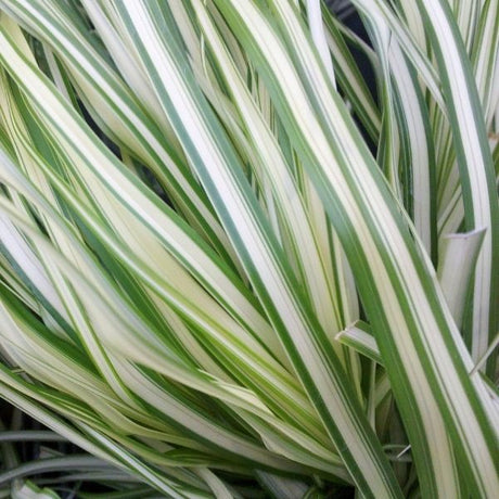 Lightning Strike&reg; Feather Reed Grass