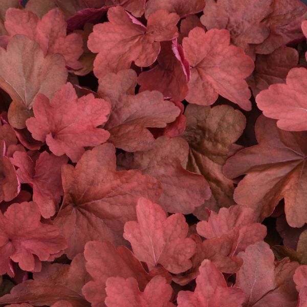 Carnival&trade; Cinnamon Stick Coral Bells