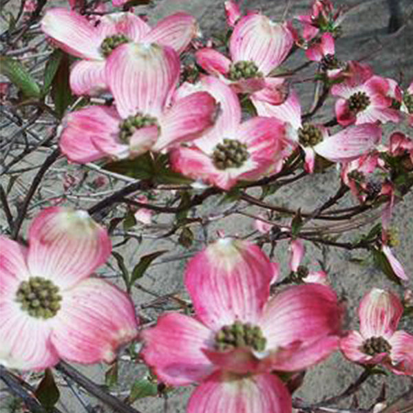 Radiant Rose&trade; Chinese Dogwood