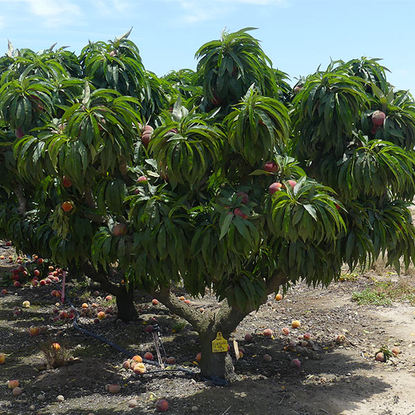 El Dorado Miniature Peach Tree