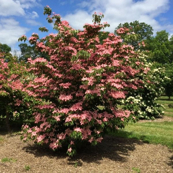 Scarlet Fire&reg; Rutgers Japanese Dogwood