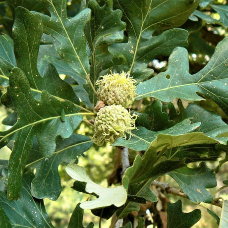 Bur Oak Tree