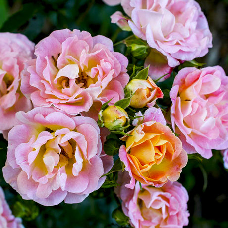 Peach Drift&reg; Groundcover Rose