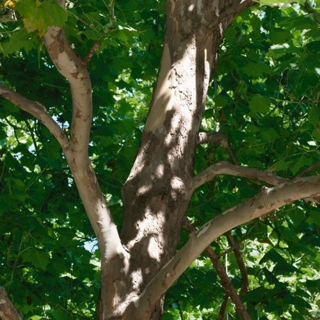 Audubon&reg; Native American Sycamore