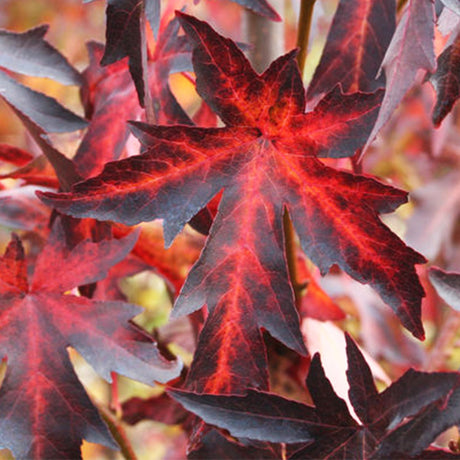 Worplesdon Sweetgum