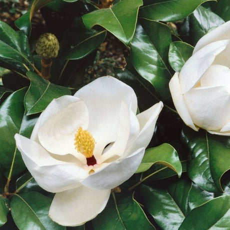 Audubon&reg; Native Southern Magnolia