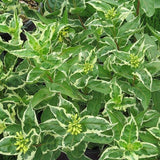 First Editions&reg; Cool Splash&reg; Dwarf Bush Honeysuckle