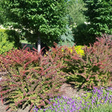 Sunjoy&reg; Tangelo Barberry