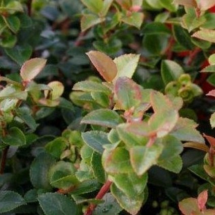 Scarlet Ovation Evergreen Huckleberry Bush