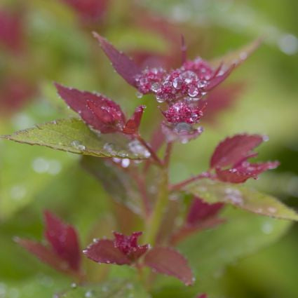 Proven Winners&reg; Color Choice&reg; Double Play&reg; Artisan&reg; Spiraea