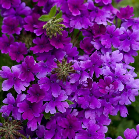 Superbena&reg; Dark Blue Verbena